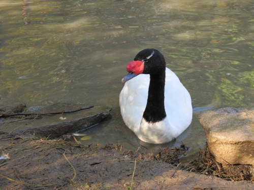 Foto: Labuť černokrká