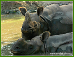 Foto: Nosorožec indický