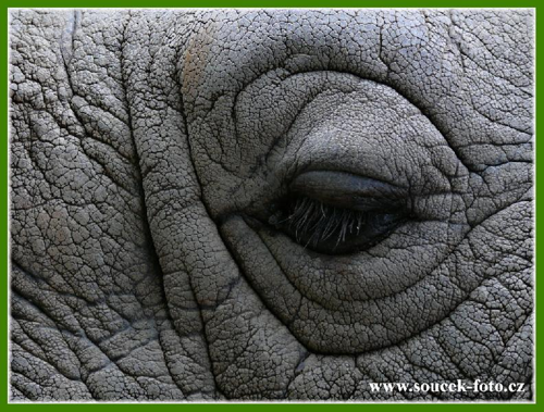 Foto: Nosorožec indický