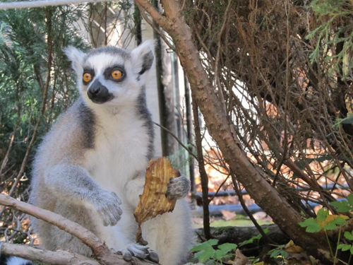 Foto: Lemur kata