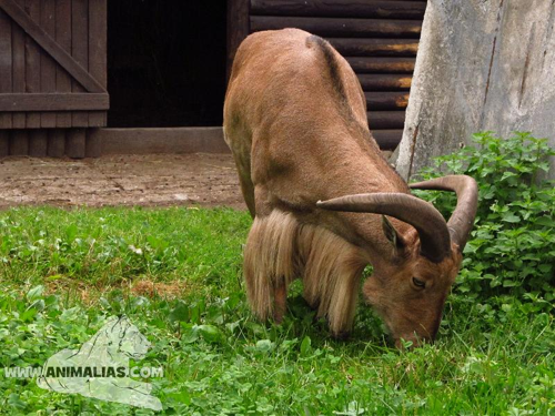 Foto: Paovce hřivnatá