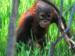 Foto: Orangutan bornejský