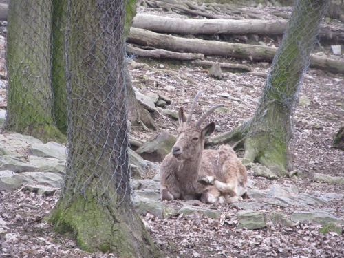 Foto: Kozorožec sibiřský