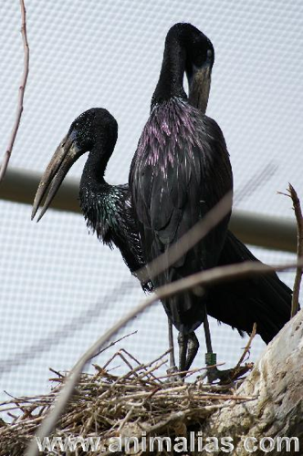 Foto: Zejozob africký