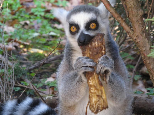 Foto: Lemur kata