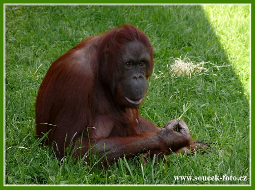 Foto: Orangutan bornejský