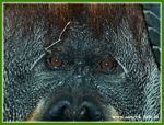 Foto: Orangutan bornejský