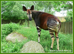 Foto: Okapi