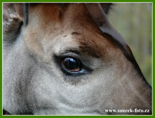 Foto: Okapi