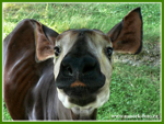 Foto: Okapi