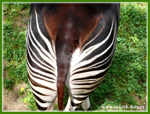 Foto: Okapi