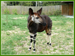 Foto: Okapi