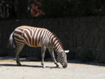 Foto: Zebra bezhřívá