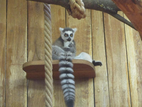 Foto: Lemur kata