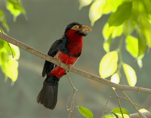 Foto: Vousák senegalský