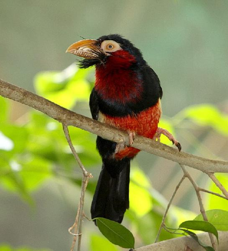 Foto: Vousák senegalský