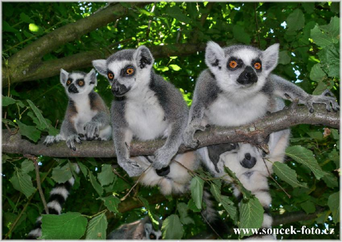 Foto: Lemur kata