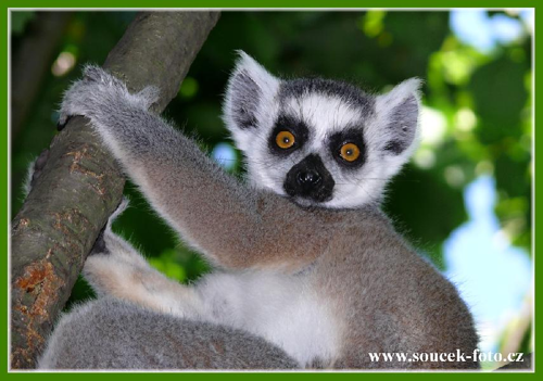 Foto: Lemur kata