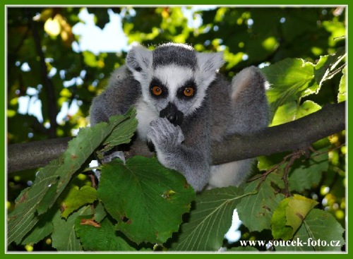 Foto: Lemur kata