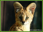 Foto: Serval