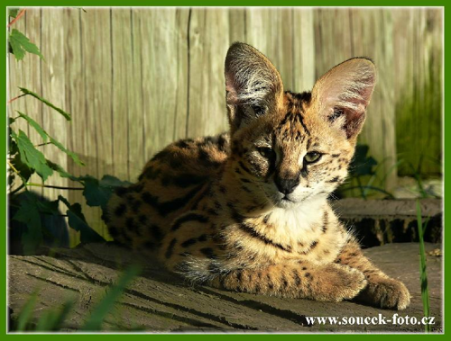 Foto: Serval