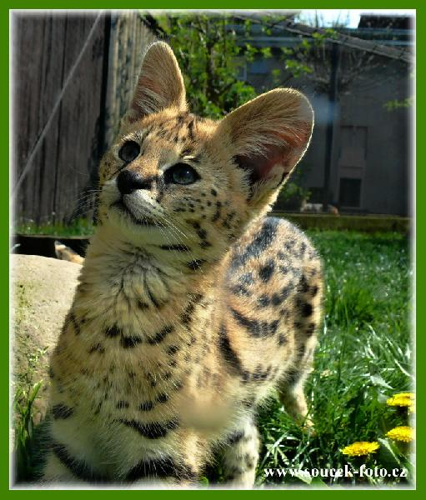 Foto: Serval