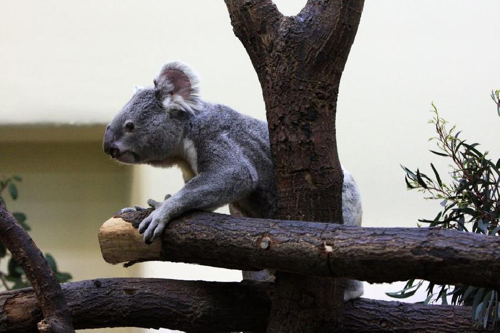 Foto: Koala medvídkovitý