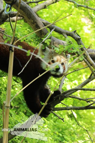 Foto: Panda červená