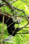 Foto: Panda červená