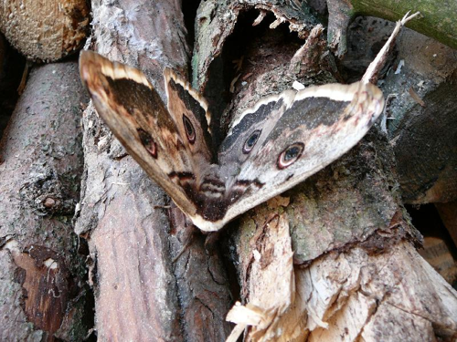 Foto: Martináč hrušňový