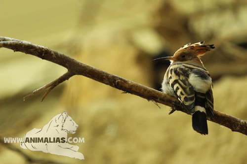 Foto: Dudek chocholatý