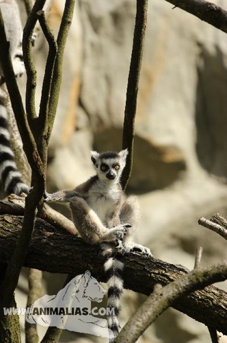 Foto: Lemur kata