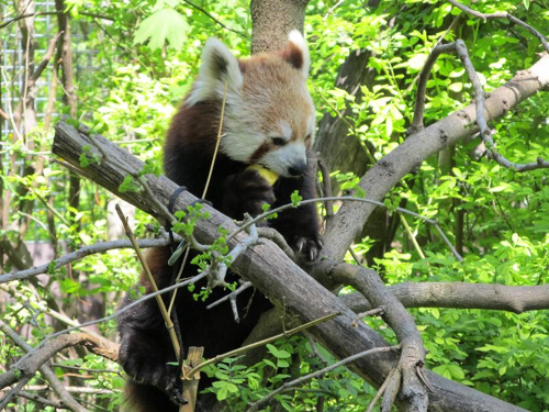 Foto: Panda červená
