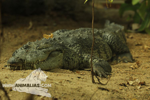 Foto: Krokodýl moreletův