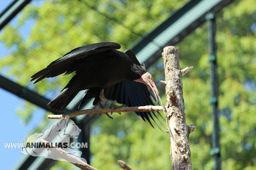 Foto: Ibis skalní