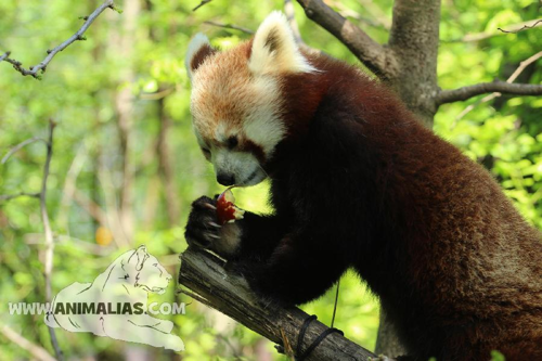 Foto: Panda červená