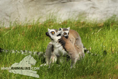 Foto: Lemur kata