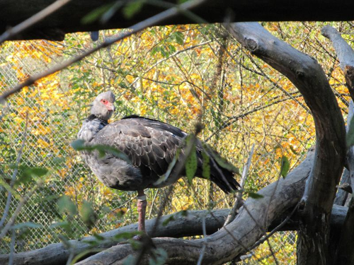 Foto: Čája obojková