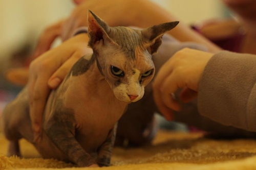 Foto: Sphynx