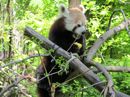 Foto: Panda červená