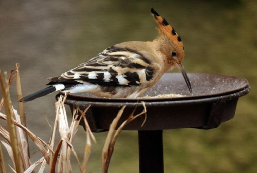 Foto: Dudek chocholatý