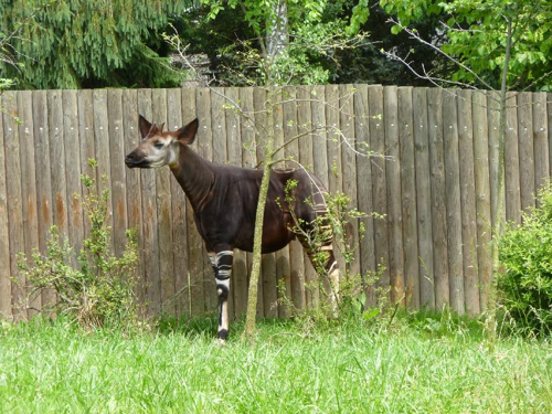 Foto: Okapi