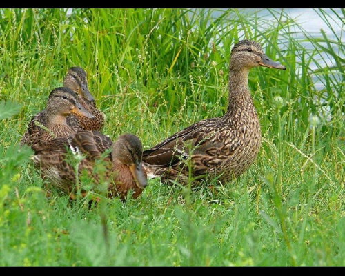 Foto: Kachna divoká