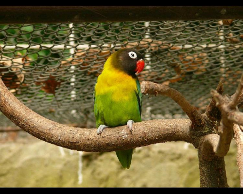 Foto: Agapornis škraboškový