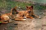 Foto: Dingo