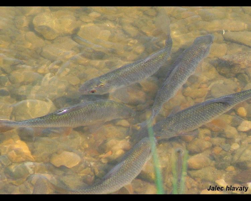 Foto: Jelec tloušť