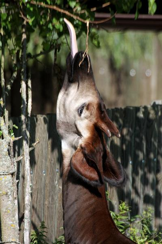 Foto: Okapi