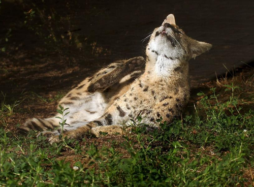 Foto: Serval