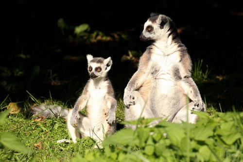 Foto: Lemur kata