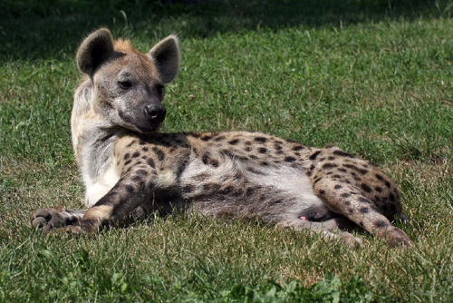 Foto: Hyena skvrnitá